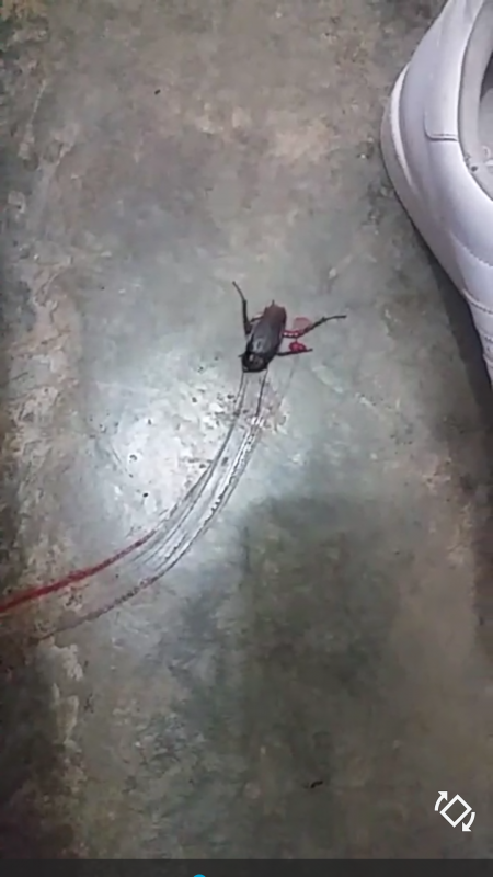 Aplasté una Cucaracha y derramo mucha sangre