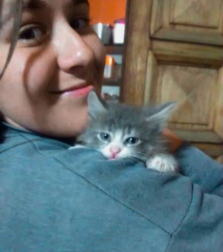odio los gatos