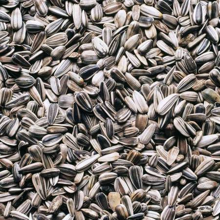 buy sunflower seeds online